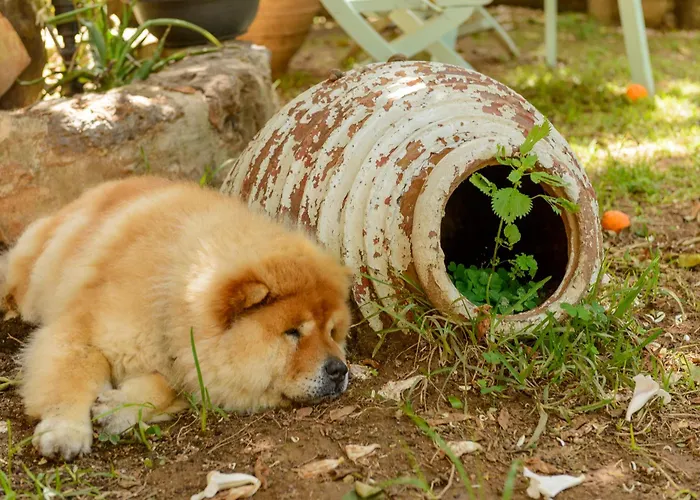 Agali 2 Maizonette Front Of The Sea *